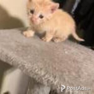 american shorthair kittens | PostAds PH