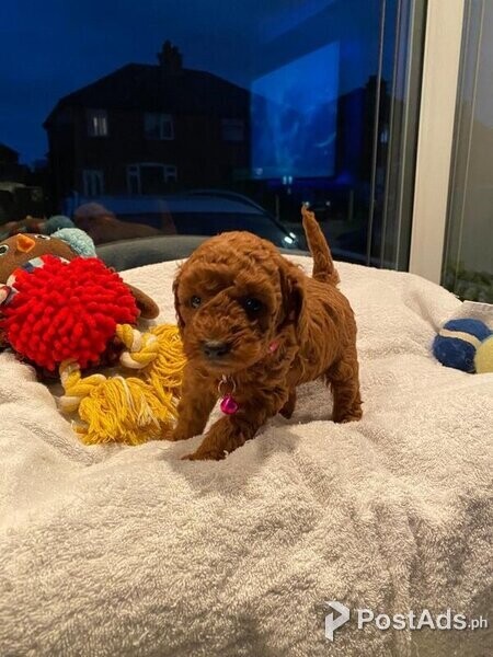 Stunning litter Red miniature poodle puppies.