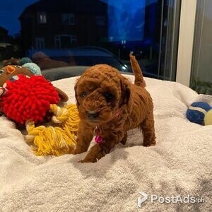 Stunning litter Red miniature poodle puppies. | PostAds PH