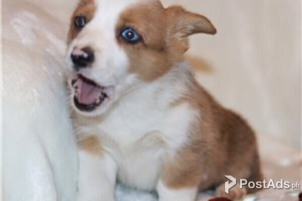 auggie puppies