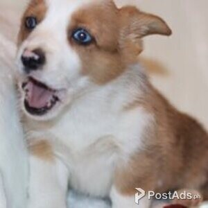auggie puppies | PostAds PH