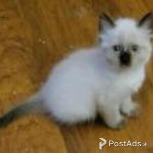 balinese kittens | PostAds PH