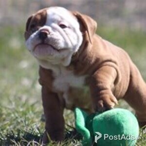 beable puppies | PostAds PH