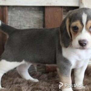 beagle puppies | PostAds PH