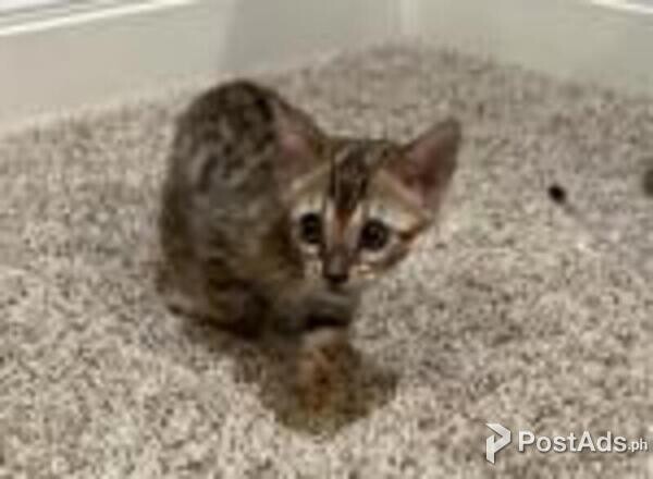 bengal kittens available