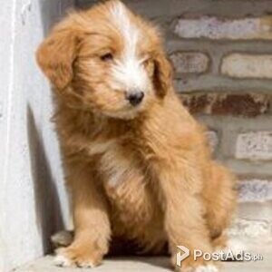 berne doodle | PostAds PH