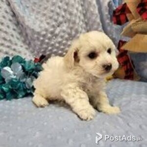 bichon frise | PostAds PH