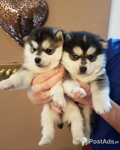 Pomsky Puppies For Sale