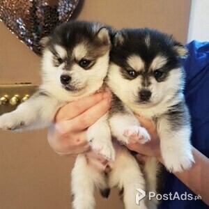 Pomsky Puppies For Sale | PostAds PH