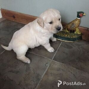 affectionate Golden Retriever Pups | PostAds PH