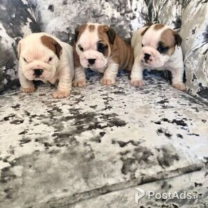 eager-to-please English Bulldogs Puppies | PostAds PH