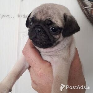 likable Female and male Pug pups | PostAds PH