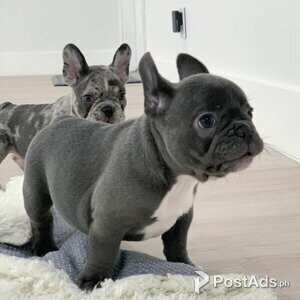 agreeable French Bulldogs puppies | PostAds PH