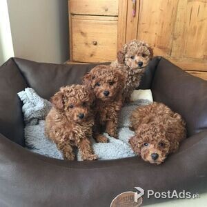 entertaining Toy Poodle Male and female | PostAds PH