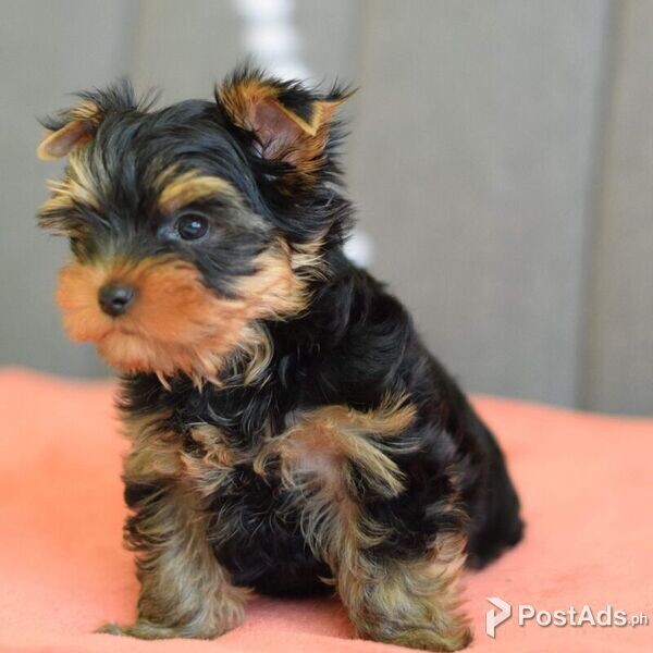 family-friendly Yorkshire Terrier Puppies 