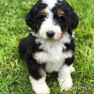spoiled bernese mountain dog | PostAds PH