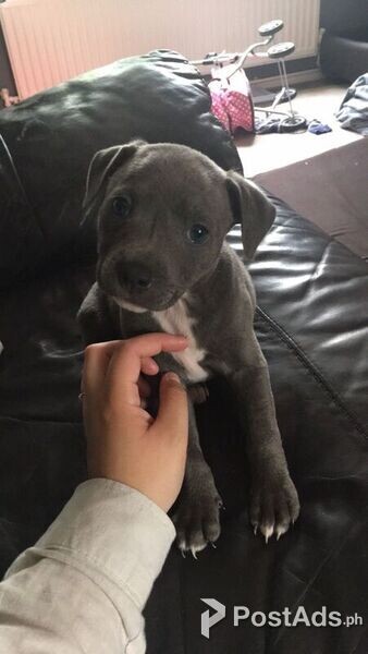 Blue distinctive staffordshire terrier pups