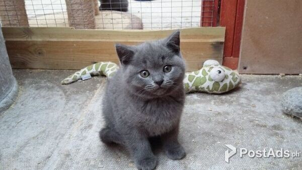 Male and female British shorthair kittens