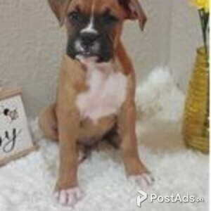 boxer puppies | PostAds PH