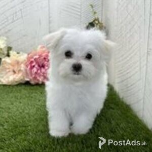 maltese puppies | PostAds PH