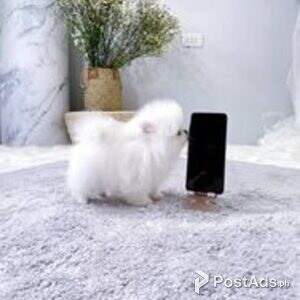 pomeranian puppies | PostAds PH