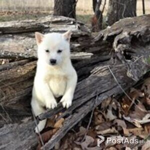 shiba inu | PostAds PH