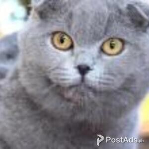 scottish fold | PostAds PH