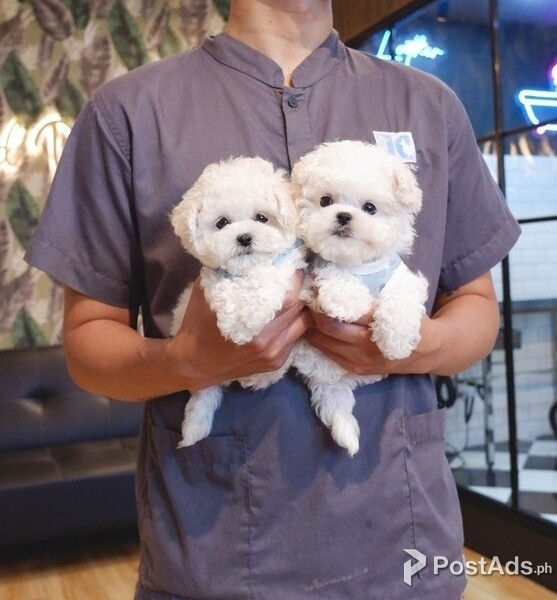 Bichon frise Babies