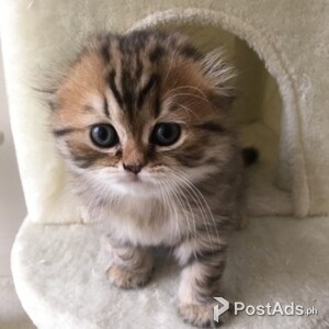 scottish fold kittens | PostAds PH