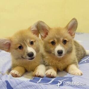 WELSH CORGI PUPS READY | PostAds PH