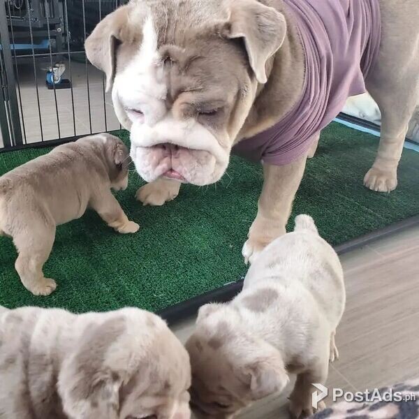 English Bullies Ready to go