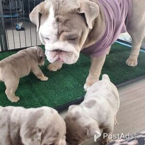 English Bullies Ready to go | PostAds PH