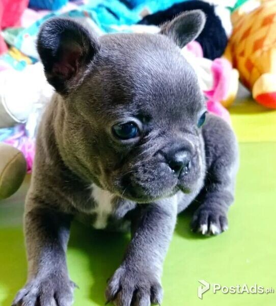 French Bullies Ready to go