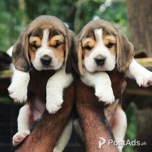 Amazing Beagle Puppies | PostAds PH
