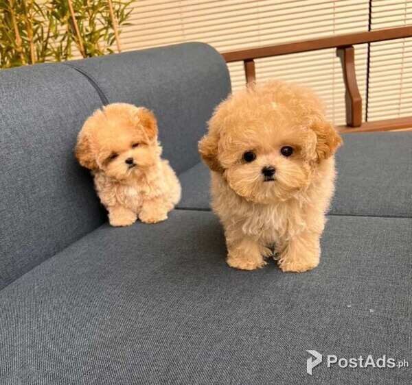 Maltipoo Babies ready to go