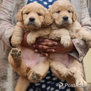 Golden Retriever Babies available | PostAds PH