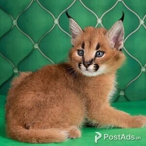 Caracal Kittens Availa | PostAds PH