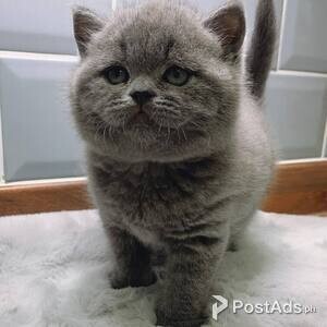 Amazing British Short Hair Kittens | PostAds PH