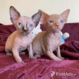 SPHYNX KITTENS AVAILABLE FOR REHOMING | PostAds PH