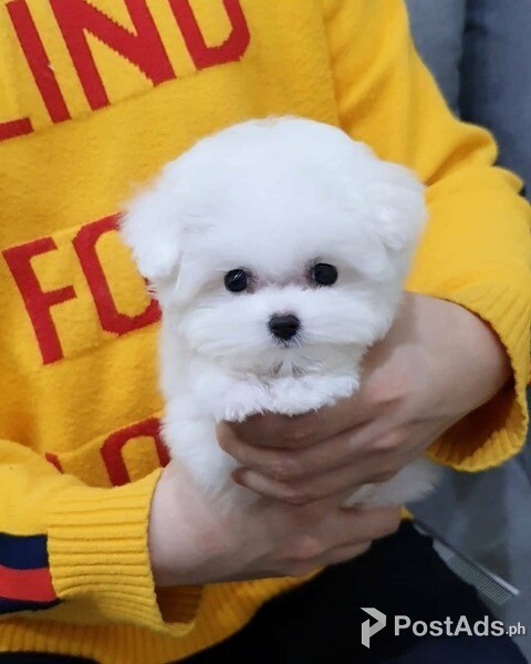 Teacup Bichon Frise Puppies