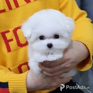 Teacup Bichon Frise Puppies | PostAds PH