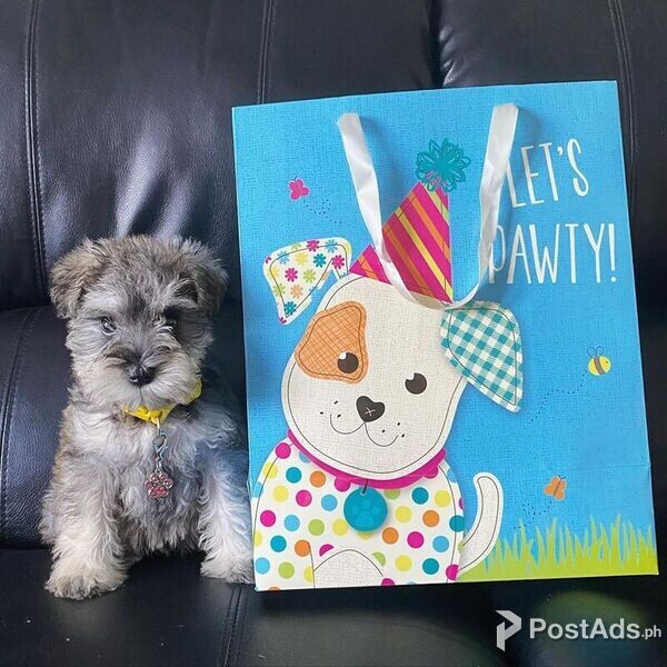 Miniature Schnauzer Puppies.