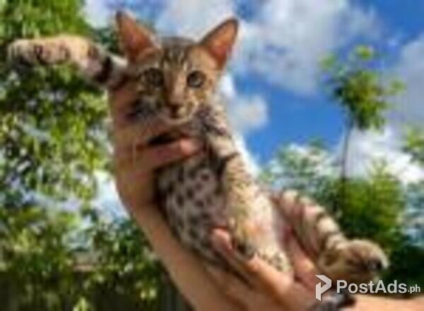 savanna kittens