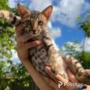 savanna kittens | PostAds PH