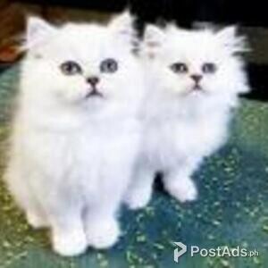 persian kittens | PostAds PH