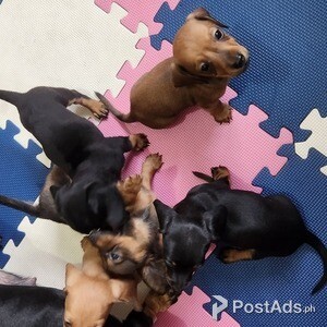 HIGH-QUALITY PURE DACHSHUND PUPPIES FOR SALE | PostAds PH