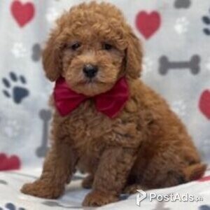 goldendoodle | PostAds PH