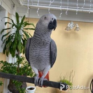Talking African Grey Parrots available | PostAds PH