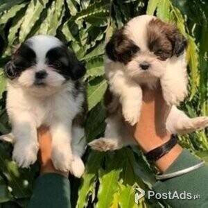 Awesome Teacup Shih Tzu puppies for sale | PostAds PH