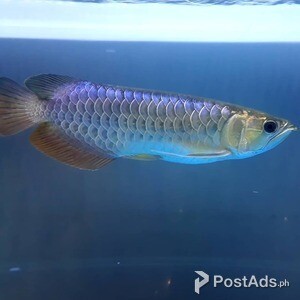 Blue Base Arowana Fish, | PostAds PH